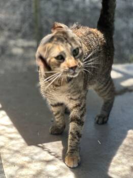 Rescue Domestic Short Hair Cats for Adoption in Middleburg, Florida - Shelby | PetCurious