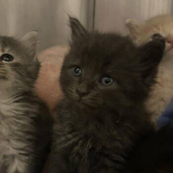 Frigidaire -  Domestic Long Hair Cat for Adoption in Spruce Pine, North Carolina - Frigidaire | PetCurious