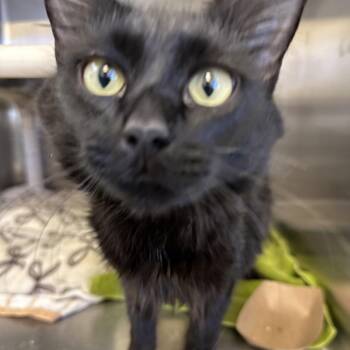 Domestic Long Hair Cats Available for Adoption - Quaker | PetCurious