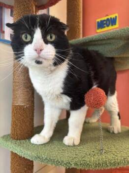 Domestic Short Hair Cats Available for Adoption in Scottsbluff, Nebraska - Theodore | PetCurious