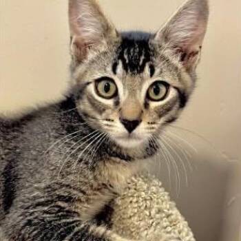 Max -  Domestic Short Hair Cat for Adoption in Orangevale, California - Max | PetCurious
