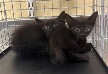 ELORA -  Domestic Short Hair Cat for Adoption in Fort Myers, Florida - ELORA | PetCurious