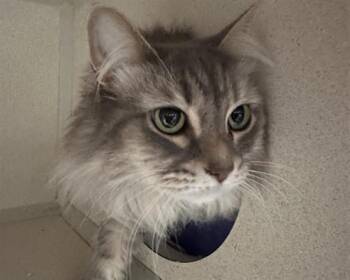 TALIA -  Domestic Long Hair and Domestic Short Hair Cat for Adoption in Anchorage, Alaska - TALIA | PetCurious