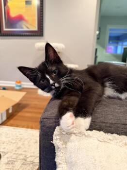 Rescue Domestic Short Hair Cats for Adoption in Ferndale, Michigan - Oriole | PetCurious
