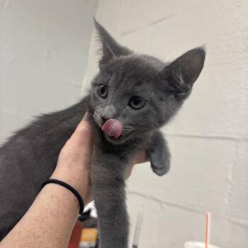 Super -  Domestic Short Hair Cat for Adoption in Clanton, Alabama - Super | PetCurious