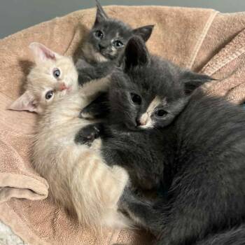 Domestic Short Hair Cats Available for Adoption - Piper | PetCurious