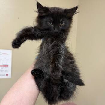Dale -  Domestic Long Hair Cat for Adoption in Birmingham, Alabama - Dale | PetCurious