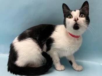 Sneaky -  Domestic Short Hair Cat for Adoption in Minneapolis, Minnesota - Sneaky | PetCurious