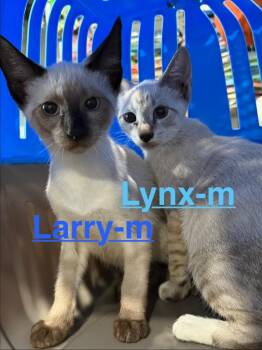 Lynx 26 -  Siamese and Tabby Cat for Adoption in Brookhaven, Mississippi - Lynx 26 | PetCurious