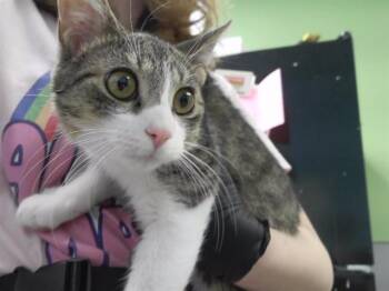 SALMON -  Domestic Short Hair Cat for Adoption in Omaha, Nebraska - SALMON | PetCurious