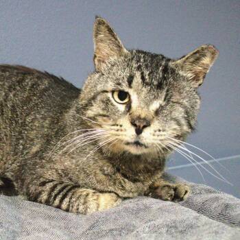 Domestic Short Hair Cats Available for Adoption in Lakeland, Florida - Peter Rabbit | PetCurious