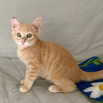 Yeti -  Domestic Short Hair Cat for Adoption in Los Angeles, California - Yeti | PetCurious
