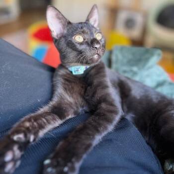 Onyx -  Domestic Short Hair Cat for Adoption in Los Angeles, California - Onyx | PetCurious