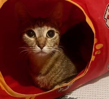 Rescue Tabby and Calico Cats for Adoption in Overland Park, Kansas - Jasmine | PetCurious