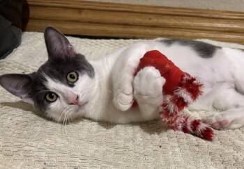 Bubbles -  Domestic Short Hair Cat for Adoption in Bentonville, Arkansas - Bubbles | PetCurious