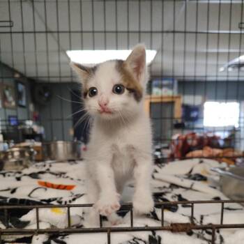 Marty McFly K46049 -  Domestic Short Hair Cat for Adoption in Corsicana, Texas - Marty McFly K46049 | PetCurious