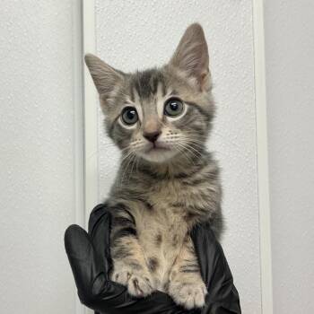 Clover -  Domestic Short Hair Cat for Adoption in Abilene, Texas - Clover | PetCurious