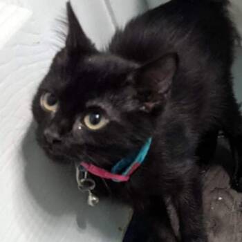 Rescue Domestic Short Hair Cats for Adoption in Wichita, Kansas - Sensei (Lucy) | PetCurious