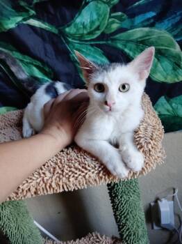 Cricket -  Domestic Short Hair Cat for Adoption in San Jacinto, California - Cricket | PetCurious