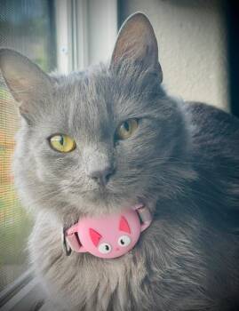 Rescue Domestic Medium Hair Cats for Adoption in Springfield, Oregon - Ms. Claws Aka Mama Kitty | PetCurious