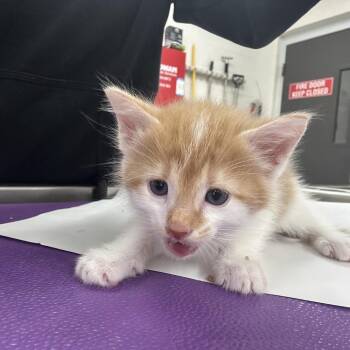 Domestic Long Hair Cats Available for Adoption in Indianapolis, Indiana - Ed Sheeran | PetCurious