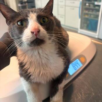 Domestic Short Hair Cats Available for Adoption in Huntington, West Virginia - Frazer | PetCurious