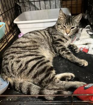 Domestic Short Hair and Tabby Cats Available for Adoption in Dublin, Ohio - Pachelbel - KBC | PetCurious