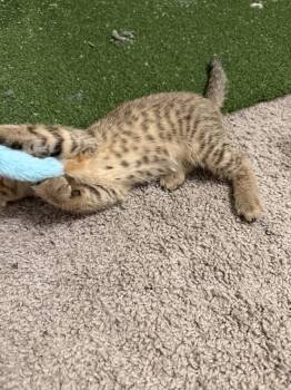 Pebbles -  Domestic Short Hair Cat for Adoption in Wheaton, Illinois - Pebbles | PetCurious