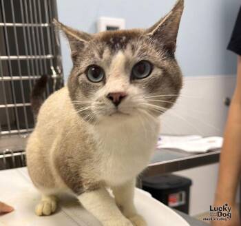 Condor -  Domestic Short Hair and Siamese Cat for Adoption in Washington, District Of Columbia - Condor | PetCurious