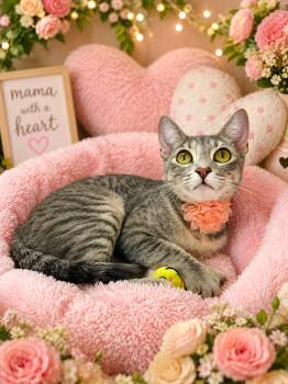 Winslow -  Tabby Cat for Adoption in Tavares, Florida - Winslow | PetCurious
