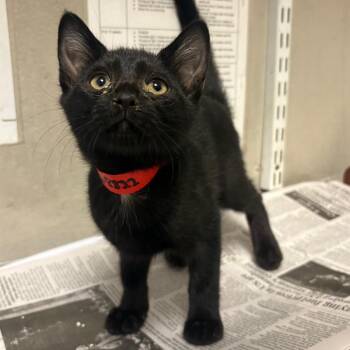 Patty -  Domestic Short Hair Cat for Adoption in Yuma, Arizona - Patty | PetCurious
