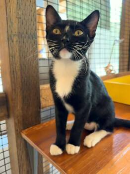 Espeon -  Domestic Short Hair Cat for Adoption in Lincoln, California - Espeon | PetCurious