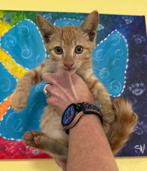 Clutch -  Domestic Short Hair Cat for Adoption in Rockwall, Texas - Clutch | PetCurious