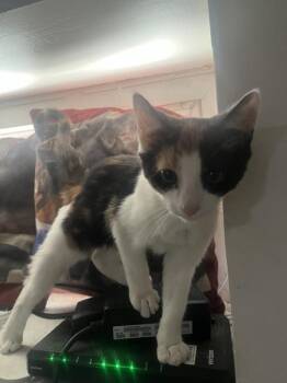 Domestic Short Hair Cats Available for Adoption - Crystal | PetCurious