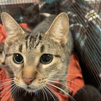Mofongo -  Domestic Short Hair Cat for Adoption in Chicago, Illinois - Mofongo | PetCurious