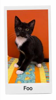 Foo -  Domestic Short Hair Cat for Adoption in Caistor Centre, Ontario - Foo | PetCurious
