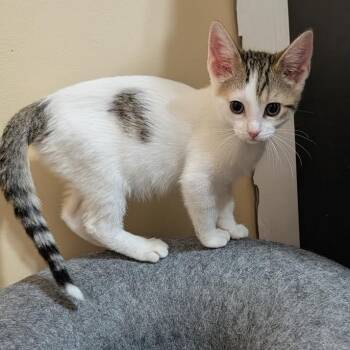 Ellie Vierra -  Domestic Short Hair Cat for Adoption in Morrison, Colorado - Ellie Vierra | PetCurious