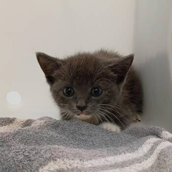 Doja Cat 3550 -  Domestic Short Hair Cat for Adoption in Columbus, Georgia - Doja Cat 3550 | PetCurious