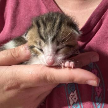 Belle -  Domestic Short Hair Cat for Adoption in Hanna City, Illinois - Belle | PetCurious
