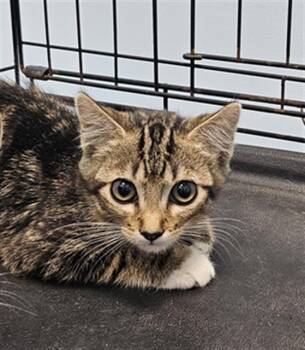 MELANIE -  Domestic Short Hair Cat for Adoption in Palmetto, Florida - MELANIE | PetCurious