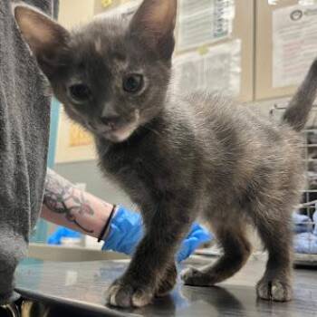 Domestic Short Hair Cats Available for Adoption in Las Vegas, Nevada - BRISKET | PetCurious