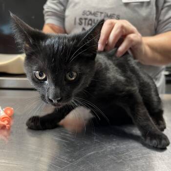Panther -  Domestic Short Hair Cat Available for Adoption in Eureka Springs, Arkansas - Panther | PetCurious