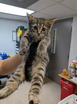 Oliver -  Domestic Short Hair Cat for Adoption in Cincinnati, Ohio - Oliver | PetCurious