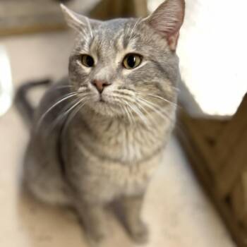 Domestic Short Hair Cats Available for Adoption - Crumble | PetCurious
