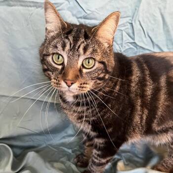 Taz -  Domestic Short Hair Cat Available for Adoption in Gibsonia, Pennsylvania - Taz | PetCurious