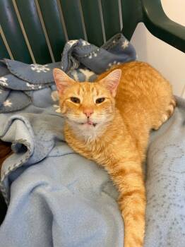 Rescue Domestic Short Hair Cats for Adoption in Bourbonnais, Illinois - Garfield | PetCurious