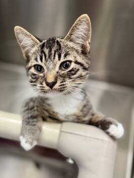 Rescue Domestic Short Hair Cats for Adoption in Danielsville, Georgia - Linus | PetCurious