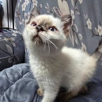 Tinkerbelle -  Siamese Cat for Adoption in Grantsville, Utah - Tinkerbelle | PetCurious