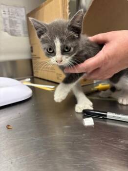 Sadie Adler -  Domestic Short Hair Cat for Adoption in Bellevue, Washington - Sadie Adler | PetCurious