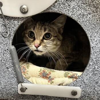 Domestic Short Hair Cats Available for Adoption in Columbus, North Carolina - Mysteria | PetCurious
